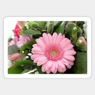 Pink Gerbera Daisy Flower Sticker